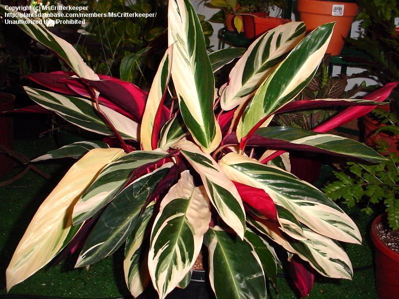 استرومانته‌‏ سانگینیا